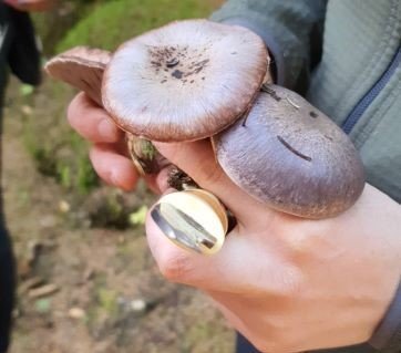 Föstudagspistill Valla