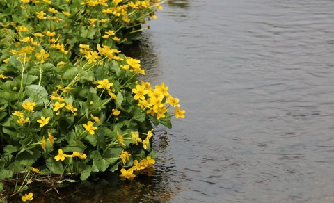 Sumarlokun